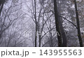 Gloomy foggy autumn forest with bare trees moving through a mysterious woodland landscape during a misty day 143955563