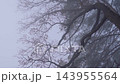 Gnarled tree branches disappearing into the thick morning fog creating a moody and mysterious atmosphere in a dark forest 143955564