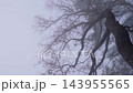 Twisted old tree branches appearing through the dense morning fog in a spooky, mysterious, and scary misty forest 143955565