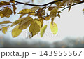 Golden autumn leaves fluttering on a branch with sunlight shining through the beautiful fall foliage in a peaceful forest 143955567