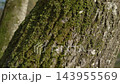 Moss covered tree trunk with a slow parallax effect revealing a sunlit forest background in a tranquil natural park setting 143955569