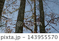 Towering deciduous trees with lingering brown autumn leaves reaching for a clear blue sky in a tranquil forest environment 143955570