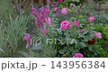 Blooming pink roses flowers in summer garden with soft light. High quality 4k footage 143956384