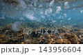 Dense bloom of translucent jellyfish drifting above an algae covered seabed in sunlit coastal waters. High quality 4k footage 143956604