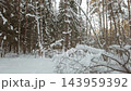 Strolling beside snow laden pines in forest 143959392