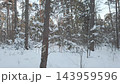 Side view walk through snowy winter woods 143959596