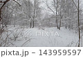 Snowfall in quiet forest passing under tree 143959597