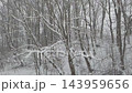 Overcast winter forest walk during snowfall 143959656