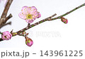 Pink plum blossoms blooming 4K time-lapse video 143961225