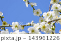 4K slow motion video of white plum blossoms swaying in the wind 143961226