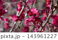 Tilt-down 4K slow motion video of pink plum blossoms swaying in the wind 143961227