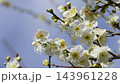 4K slow motion video of white plum blossoms swaying in the wind 143961228