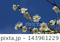 Tilt-down 4K slow-motion video of white plum blossoms swaying in the wind 143961229