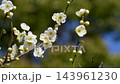 Tilt-down 4K slow-motion video of white plum blossoms swaying in the wind 143961230