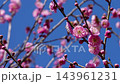 Tilt-up 4K slow-motion video of pink plum blossoms swaying in the wind. 143961231