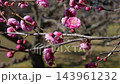 Tilt-up 4K slow-motion video of pink plum blossoms swaying in the wind. 143961232