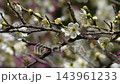 4K slow motion video of white plum blossoms swaying in the wind 143961233