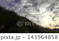 神奈川縣箱根仙石原的蒲葦草地 143964858