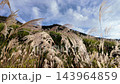 神奈川縣箱根仙石原的蒲葦草地 143964859