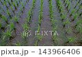 Spraying mid-to-late season herbicides on rice paddies. Spraying mid-to-late season herbicides on rice paddies. 143966406