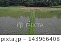 Spraying mid-to-late season herbicides on rice paddies. Spraying mid-to-late season herbicides on rice paddies. 143966408