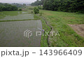 Spraying mid-to-late season herbicides on rice paddies. Spraying mid-to-late season herbicides on rice paddies. 143966409