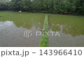 Spraying mid-to-late season herbicides on rice paddies. Spraying mid-to-late season herbicides on rice paddies. 143966410