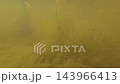 In the water of the rice paddy In the water of the rice paddy 143966413