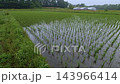 Spraying mid-to-late season herbicides on rice paddies. Spraying mid-to-late season herbicides on rice paddies. 143966414