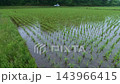 Spraying mid-to-late season herbicides on rice paddies. Spraying mid-to-late season herbicides on rice paddies. 143966415