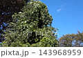 青空のもと秋風にそよぐ豊かな木々の葉と蔓植物 143968959