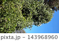 青空のもと秋風にそよぐ豊かな木々の葉と蔓植物 143968960