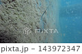 Stingray fish underwater in blue ocean. High quality 4k footage 143972347