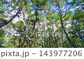 Nijino Matsubara (Karatsu City, Saga Prefecture) 143977206