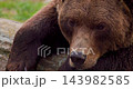 Close-up of a brown bear resting on a rock in a late summer forest setting with green grass and natural light. 143982585