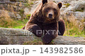 Brown bear resting on a log in a natural rocky environment with grass and moss 143982586