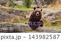 Brown bear resting on rocky terrain in Scandinavian late summer wilderness 143982587