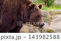 Brown bear walking in rocky terrain during late summer in Nordic wilderness 143982588