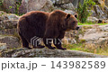 Brown bear standing on rocky terrain in natural habitat with greenery and large stones around it 143982589