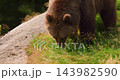 Brown bear grazing on grass in a forest during late summer in Nordic wildlife setting 143982590