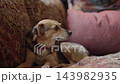 Small dog is lying on a sofa 143982935