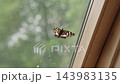 A butterfly on a window trying to get free on a sunny day 143983135