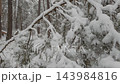 Close up of snowy tree branches 143984816