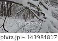 Moving through snowy forest branches 143984817
