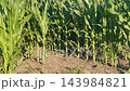 Green corn field in summer 143984821