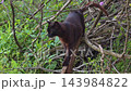 Cat walking in green forest 143984822