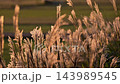 Susuki黃昏時分 143989545