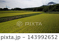 A rice field waiting for harvest A rice field waiting for harvest 143992652