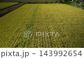 A rice field waiting for harvest A rice field waiting for harvest 143992654
