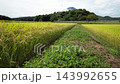 A rice field waiting for harvest A rice field waiting for harvest 143992655